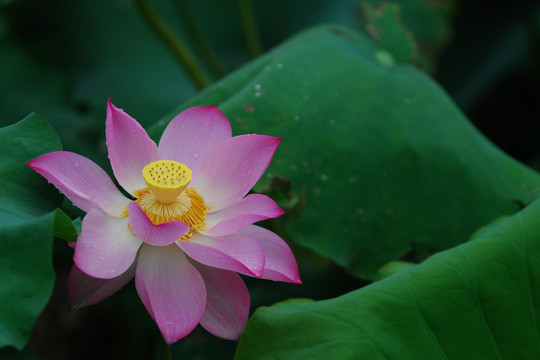 荷花