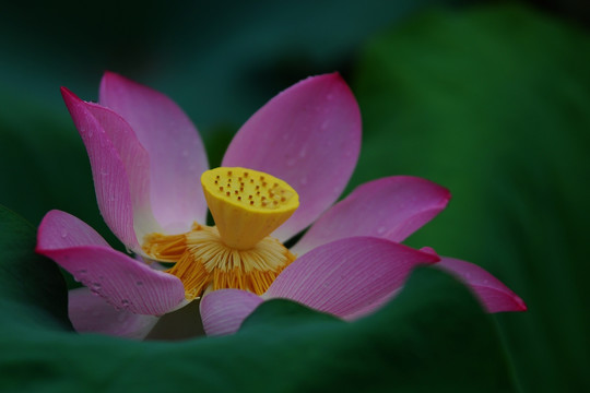 荷花