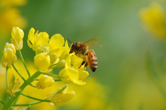 蜜蜂