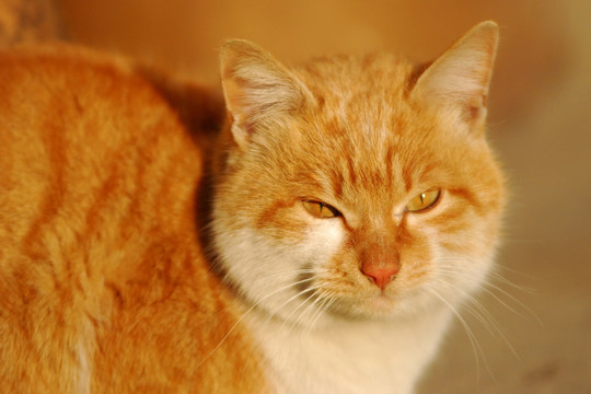 猫