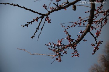 杏花