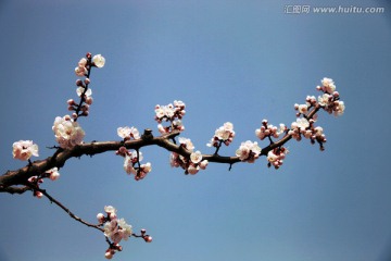 杏花