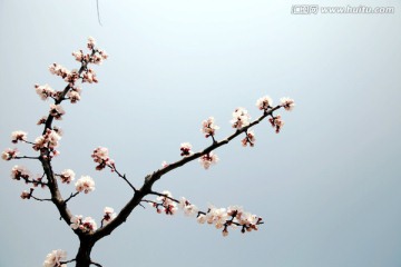 杏花