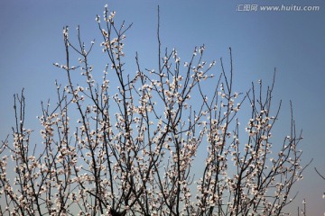 杏花