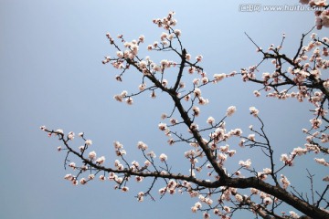 杏花