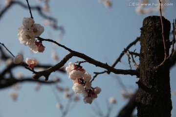 杏花
