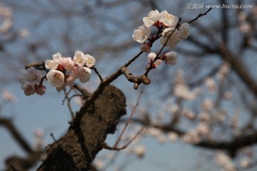 杏花