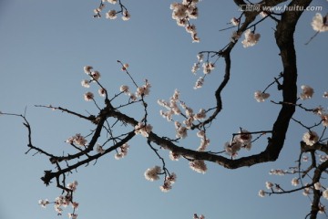 杏花