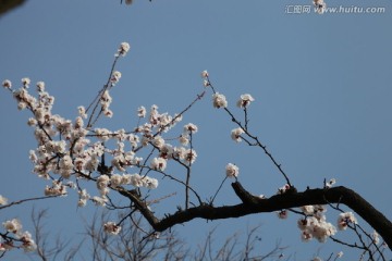 杏花