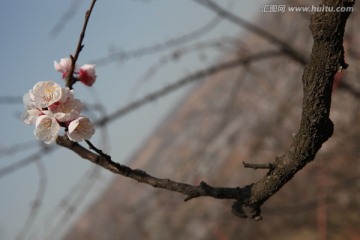 杏花