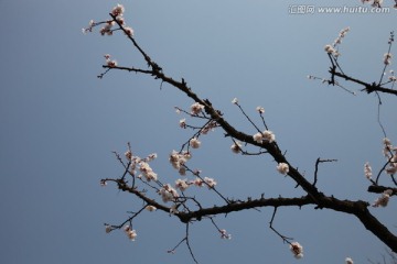 杏花