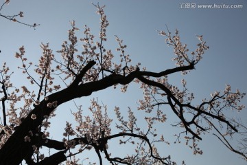 杏花