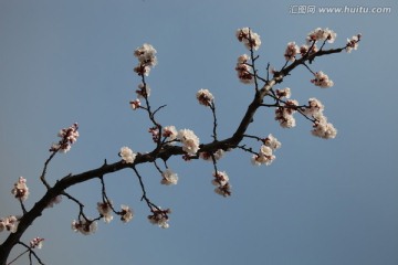 杏花