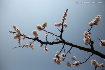 杏花