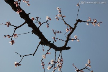 杏花