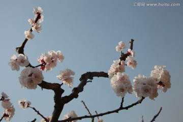 杏花