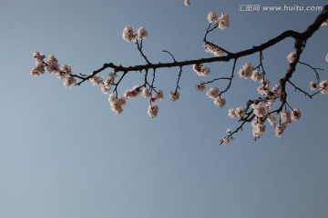 杏花