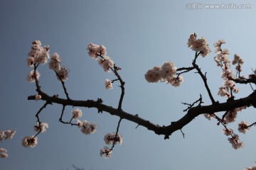 杏花