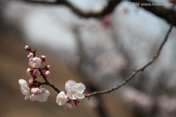 杏花