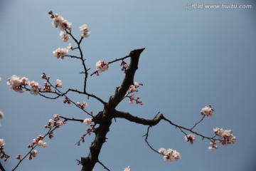 杏花