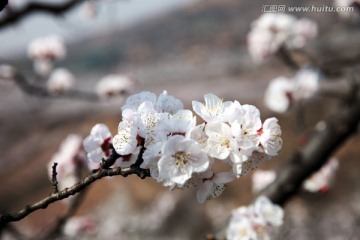 杏花