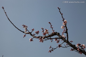杏花