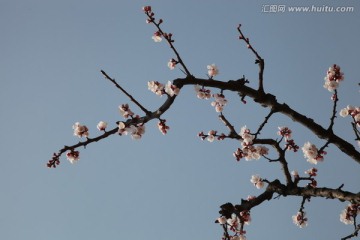杏花