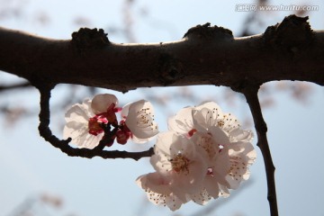杏花