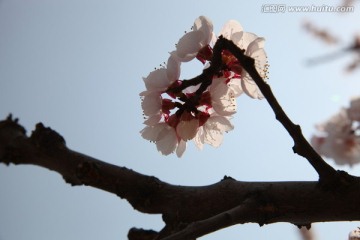 杏花