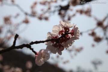 杏花