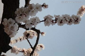 杏花