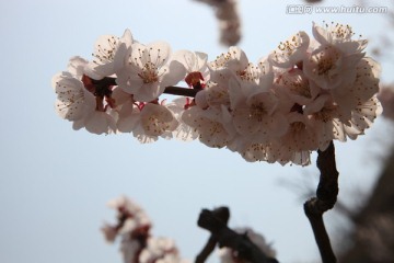 杏花