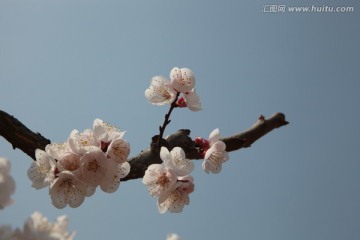 杏花