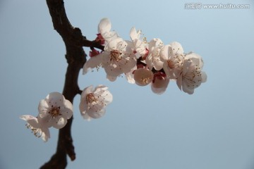 杏花