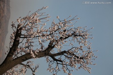 杏花