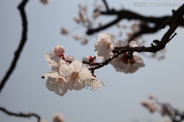 杏花