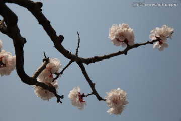 杏花