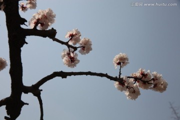 杏花