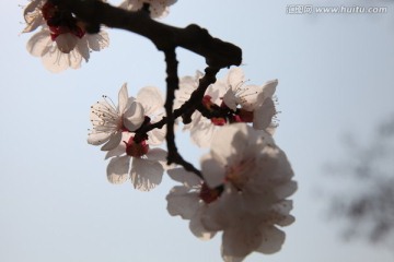 杏花