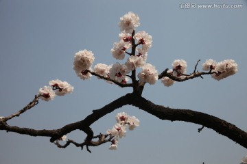 杏花
