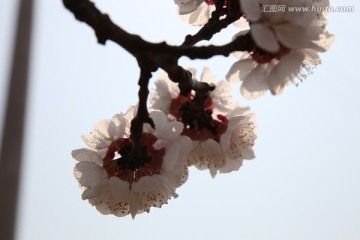 杏花