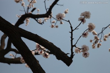 杏花