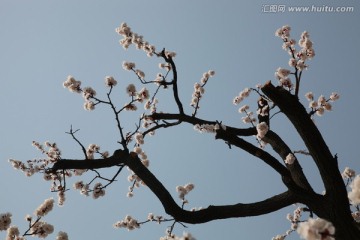 杏花