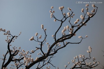 杏花