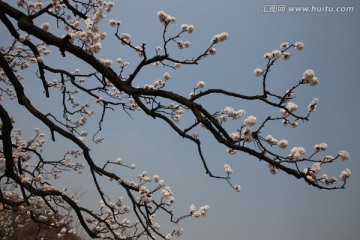 杏花