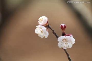 杏花