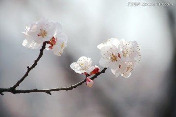 杏花