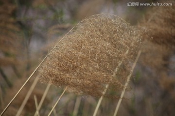 芦苇