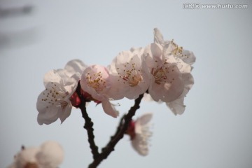 杏花