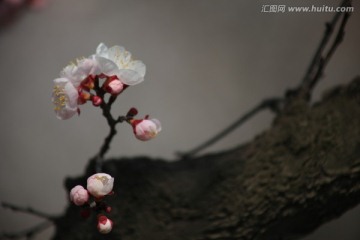 杏花